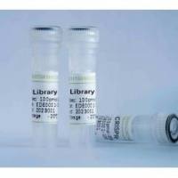 小鼠lewis肺癌细胞(LLC-Luc-Cas9)