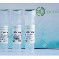 SNU449(人肝癌细胞)