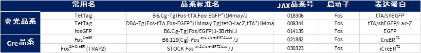 Cre工具鼠应用三：神经元活动指示与遗传学调控