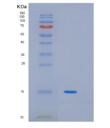 人干扰素调节因子2(IRF2)重组蛋白