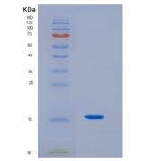 人白介素3(IL3)重组蛋白