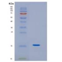 人白介素3(IL3)重组蛋白