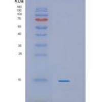 小鼠白介素4(IL4)重组蛋白