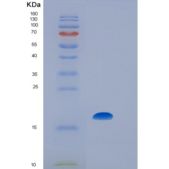 人白介素7(IL7)重组蛋白