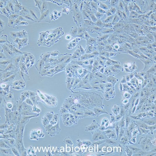 T98G人胶质母细胞瘤