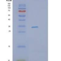 人ITLN1重组蛋白
