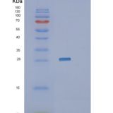 人连接附着分子3(JAM3)重组蛋白