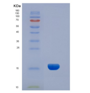 人抑制素α(INHa)重组蛋白