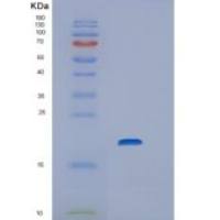 大鼠白介素-1α重组蛋白