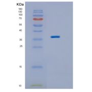 人IMPAD1重组蛋白
