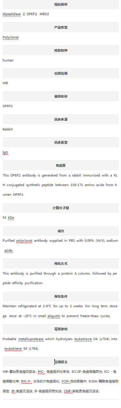 Anti-DPEP2 Antibody (N-Term)