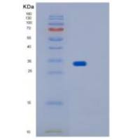 人IMPA1重组蛋白