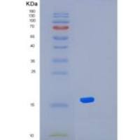 人KLRG1重组蛋白