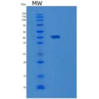 人Kruppel样因子4(KLF4)重组蛋白