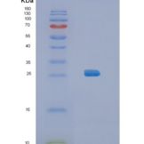 小鼠白介素34(IL34)重组蛋白
