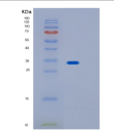 人IMPA2重组蛋白