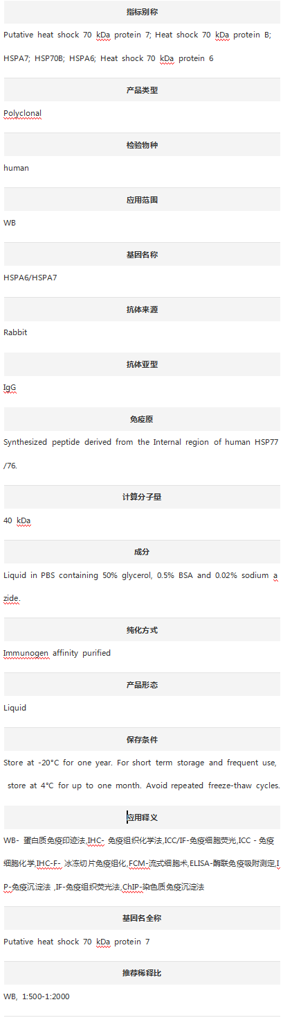 Anti-HSP76/77 Antibody