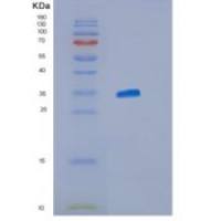 人ISG15重组蛋白