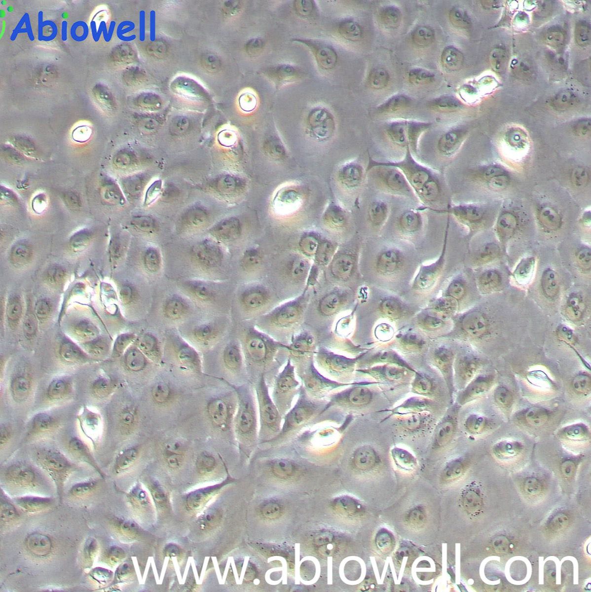 NCI-H1650[H1650]（MKN-1）人非小细胞肺癌细胞