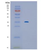 人IL12P40重组蛋白