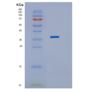 人IMPAD1重组蛋白