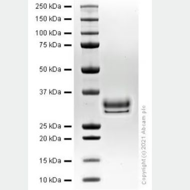 Recombinant Human HMGB1 protein