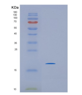 人IMMP2L重组蛋白