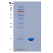 人白介素5(IL5)重组蛋白
