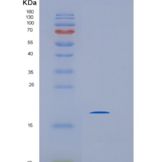 人IMMP2L重组蛋白