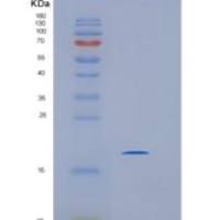 人IMMP2L重组蛋白