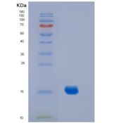 小鼠白介素2(IL2)C160S重组蛋白