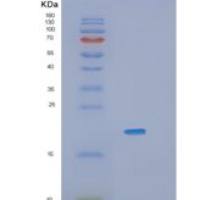 小鼠Il36a重组蛋白