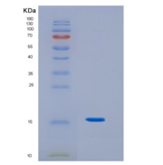人白介素3(IL3)重组蛋白