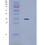 人KCTD4重组蛋白