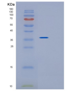 小鼠Impad1重组蛋白