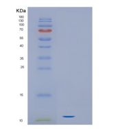 人白介素16(IL16)重组蛋白