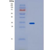 人IMPA2重组蛋白
