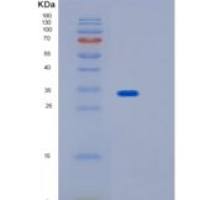 人IMPA2重组蛋白