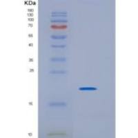 小鼠白介素33(IL33)重组蛋白