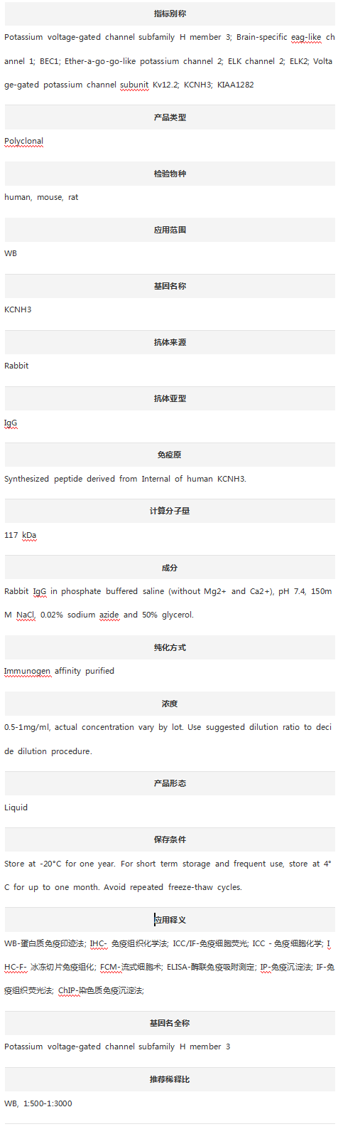 Anti-Kv12.2/KCNH3 Antibody