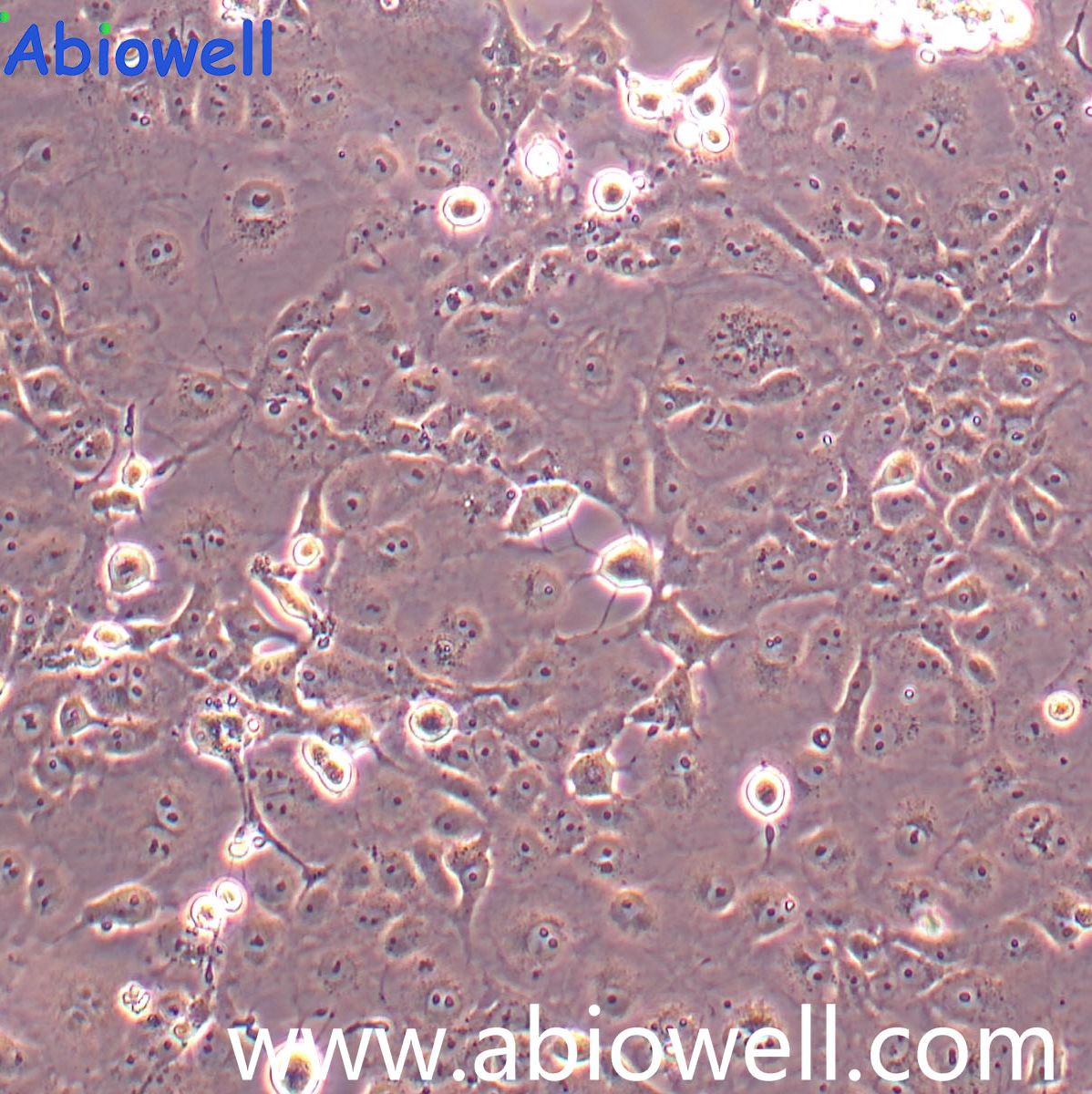 COS-7  非洲绿猴肾细胞 SV40转化