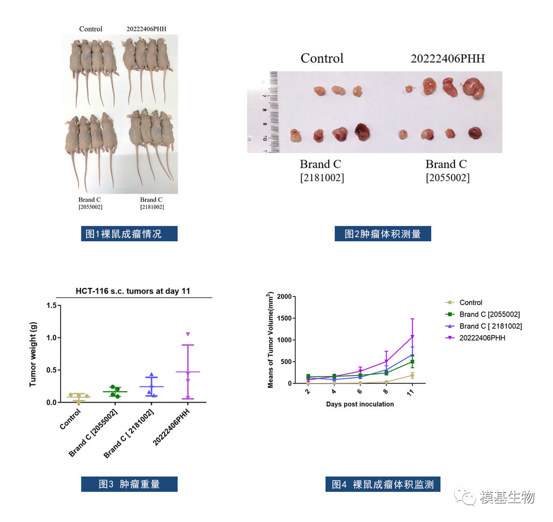 【每周质检】 模基vsC品牌基质胶：成瘤实验报告分析