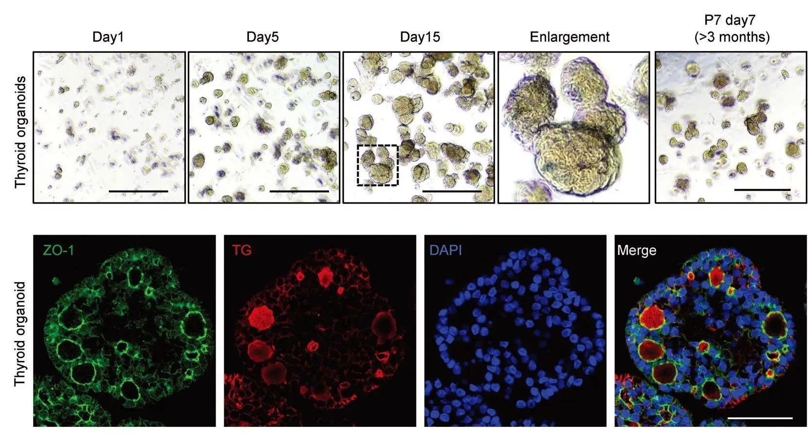 国自然研究热点、类器官研究离不开细胞因子