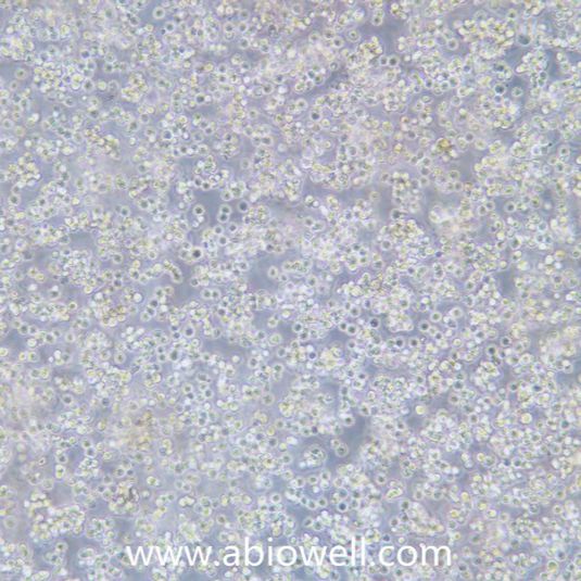 B95-8 EBV 转化的绒猴白细胞