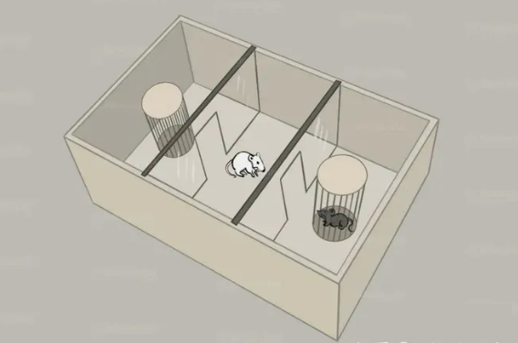 小鼠社交行为实验-经典社交障碍病症模型