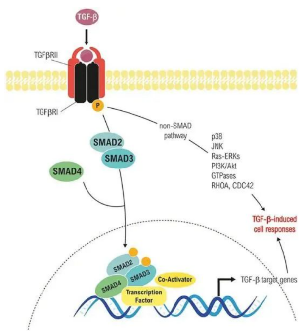PeproTech  Human TGF-β1 