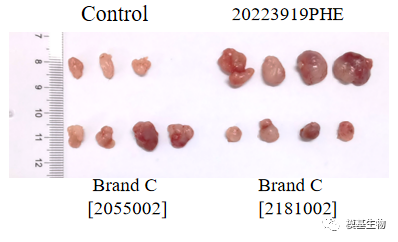 【每周质检】 模基vsC品牌基质胶：成瘤实验报告分析