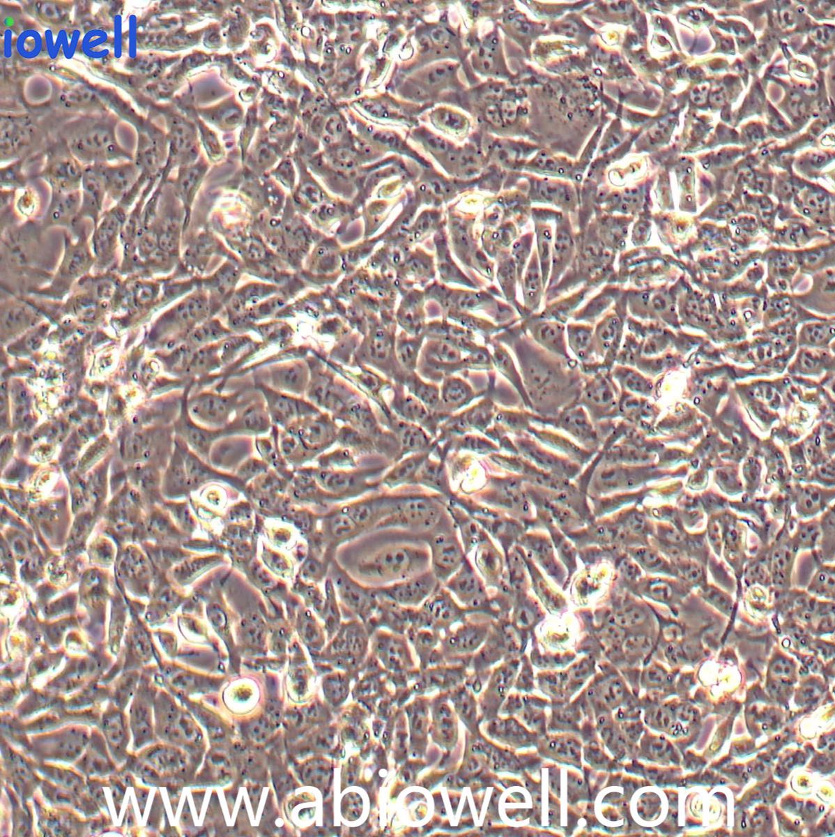 TC-1小鼠肺上皮细胞