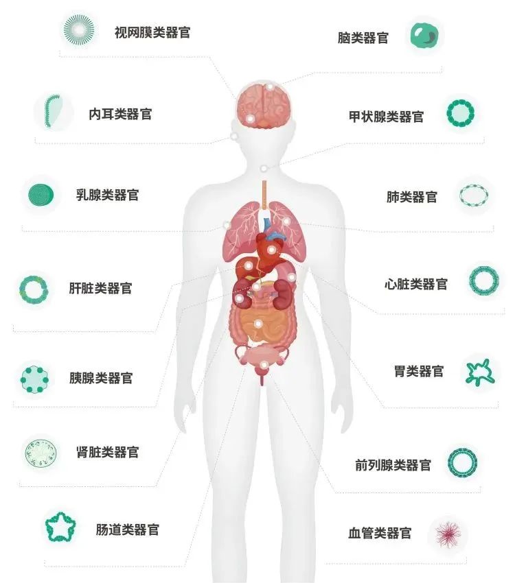 国自然研究热点、类器官研究离不开细胞因子
