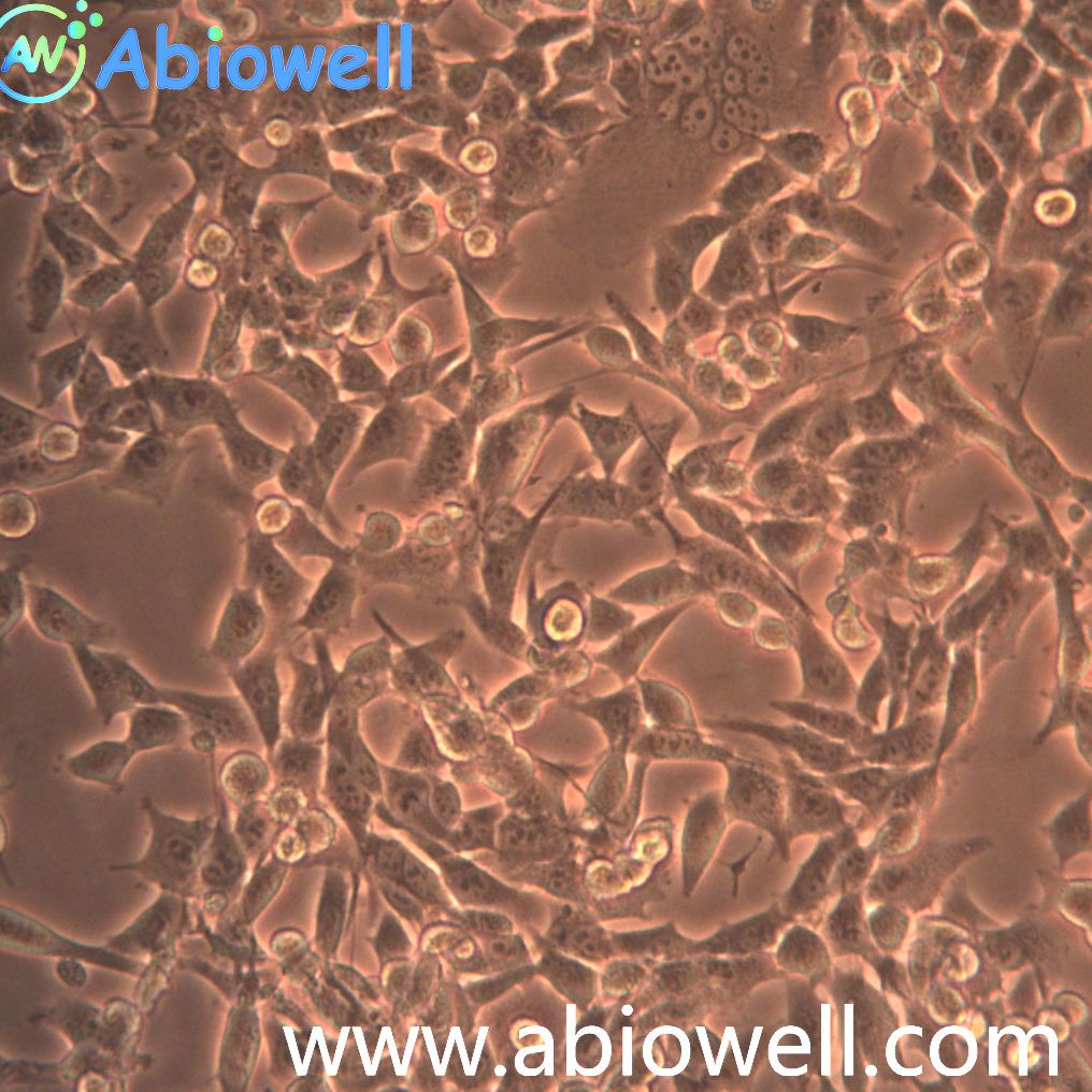 GL-261（GL261）小鼠胶质细胞瘤